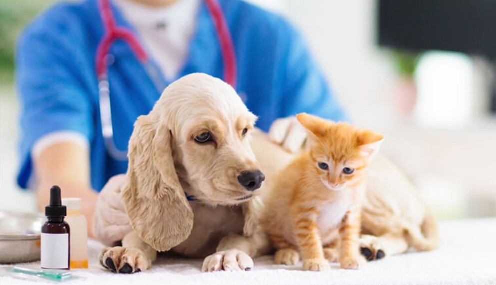 Dịch vụ đăng ký giấy phép kinh doanh, sản xuất thuốc thú y