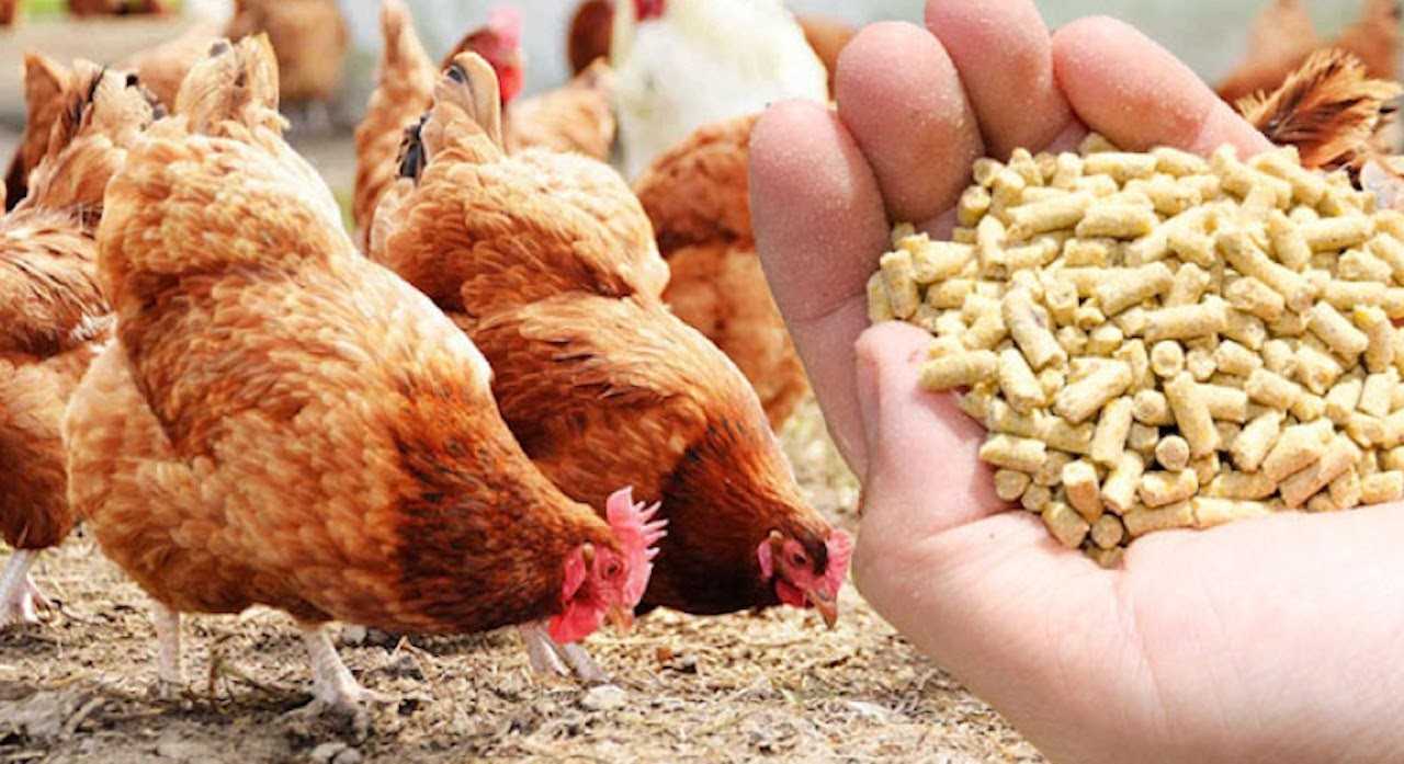 Dịch vụ đăng ký giấy phép thức ăn chăn nuôi trọn gói