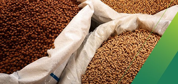 Giấy phép thức ăn chăn nuôi có khó xin không? Giải đáp chi tiết